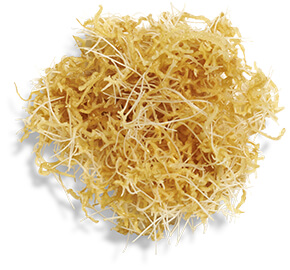 BIO-PERFORMANCE Other