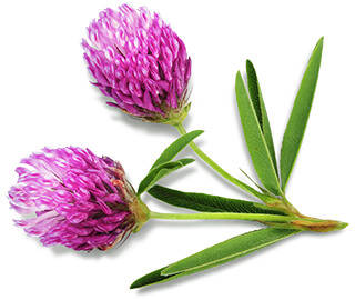 BIO-PERFORMANCE Other